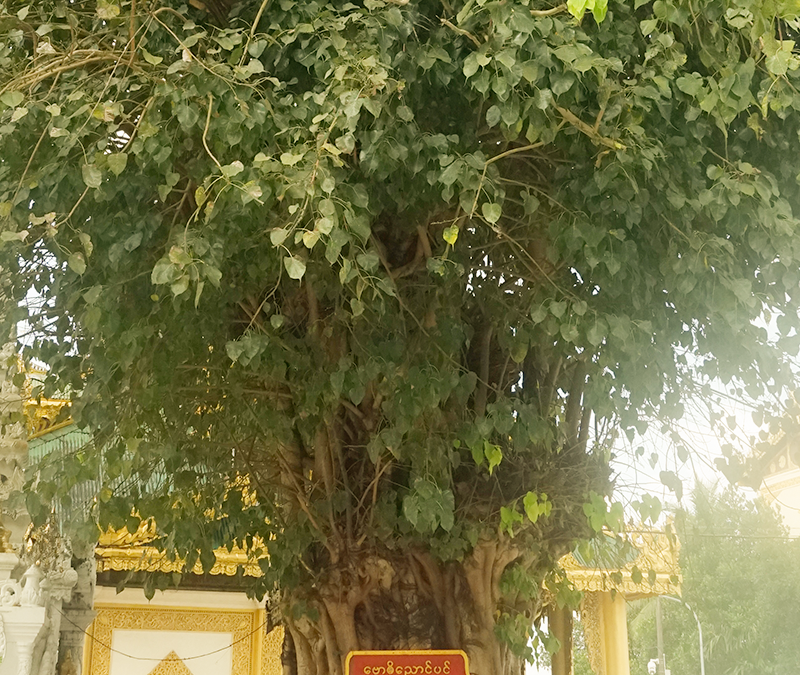 Maha Bodhi Tree